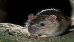 Plaga de ratas obligaría al cierre de La Parada