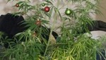 Encarcelan a hombre por tener un árbol de marihuana navideño
