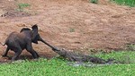 Cocodrilo se enfrenta a un elefante (Video)