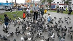 Alimentar a palomas en lugares públicos sería motivo de multa
