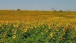 Monjes plantan girasoles en Fukushima para combatir la radiación