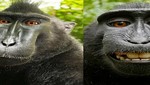 Mono macaco roba cámara y se toma fotos