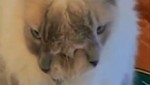 Video: Gato con dos caras cumplió 12 años de vida