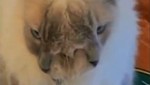Video: Gato con dos caras cumplió 12 años de vida