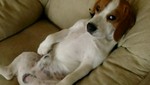Video: Perro mira televisión de lo más relajado