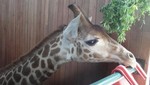 El profesor Jirafales será padrino de jirafa peruana del zoológico de Huachipa