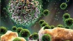 Científicos presentan ratones inmunes al VIH