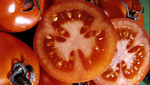 Granjero gana un automóvil por cultivar tomate de 2 kilos