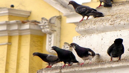 Erradicación de palomas