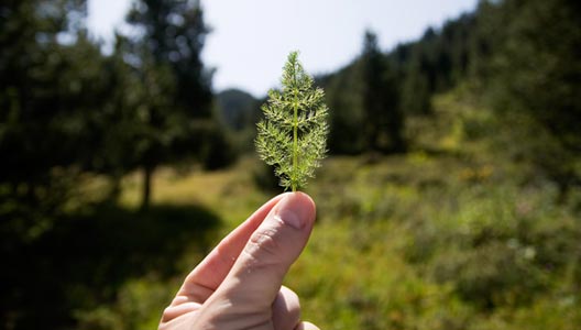 DÍA INTERNACIONAL DE LA BIODIVERSIDAD