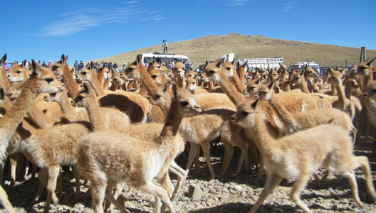 Chaccu de vicuñas