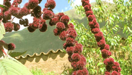 ALIMENTO INCA PRESENTE EN EL MUNDO