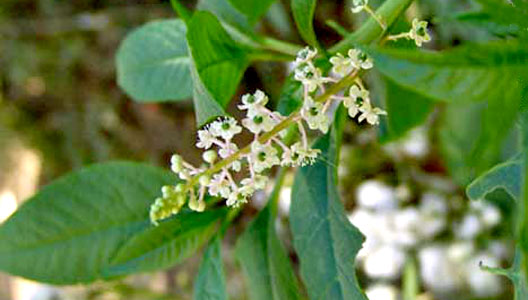 MENTA DE LOS ANDES