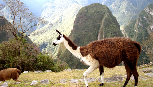 PERÚ, PAÍS MEGADIVERSO