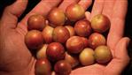 CAMU CAMU, UNA ÁCIDA Y VALIOSA ALTERNATIVA