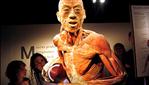 El cuerpo humano: real y fascinante