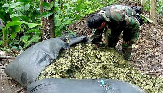 Polémica medida del gobierno de Humala: se suspende erradicación de cultivos ilegales de hoja de coca