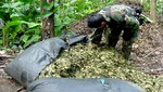 Polémica medida del gobierno de Humala: se suspende erradicación de cultivos ilegales de hoja de coca