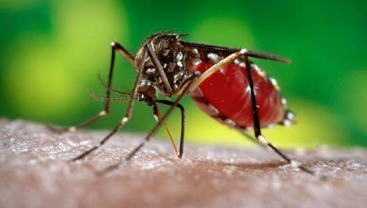 Luchar contra el dengue es prioridad