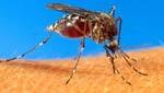 Dengue se expande