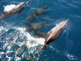 La polémica matanza de delfines encara a pescadores