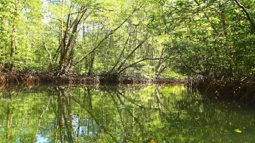 La conservación de ecosistemas marinos contribuiría a reducir el CO2