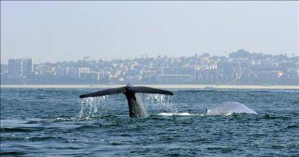 Expertos preparan en Argentina el plan quinquenal de avistamiento de ballenas