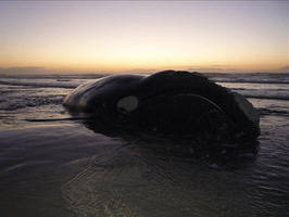 Descubren 82 ballenas piloto atrapadas en una playa de Nueva Zelanda