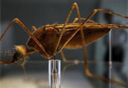 Un nuevo mosquito podría complicar la lucha contra la malaria