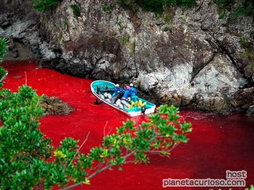 Mar de Japón se tiñe de rojo por la tradicional caza de delfines.