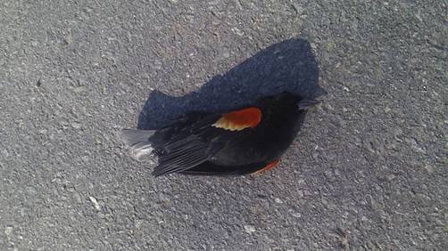 Suecia: Misteriosa muerte de pájaros en las calles de un poblado