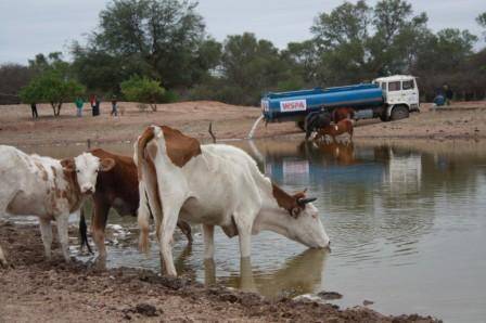Sequía en Bolivia: agua para los animales de El Chaco