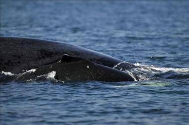 Greenpeace insta a Gobierno dominicano a combatir la caza de ballena jorobada