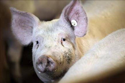 Aumentan en Alemania a 4.700 las granjas cerradas por piensos contaminados con dioxinas Aumentan en Alemania a 4.700 las granjas cerradas por piensos contaminados con dioxinas