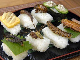 Combate el calentamiento global con insectos
