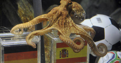 Pulpo Paul tiene en sus tentáculos el destino de España y Holanda