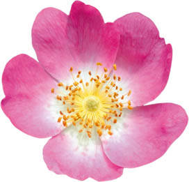Flores de Bach: Cada vez más conocidas