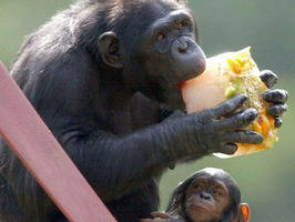 Experimentarán vacuna contra el ébola en chimpancés