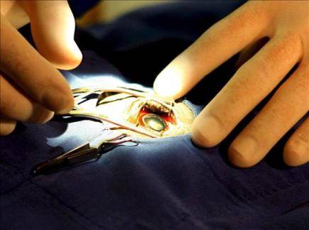 Argentina pionera en América Latina en tratamiento contra la ceguera de bebés Argentina pionera en América Latina en tratamiento contra la ceguera de bebés