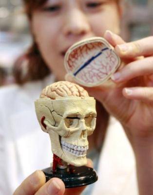 El actual cerebro humano es igual que el de los 'neandertales' en su primer año