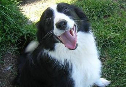 Increible: Un perro logró aprender 1.022 palabras Increible: Un perro logró aprender 1.022 palabras