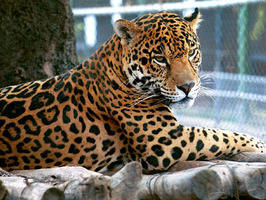 Los tigres se encuentran en peligro de extinción