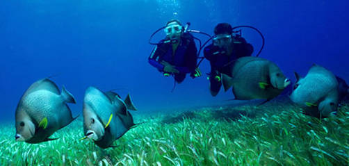 Bucear y snorkelear en el reino de coral: Arrecife Mesoamericano