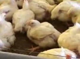 Fujimorato introdujo al Perú maíz transgénico para pollos