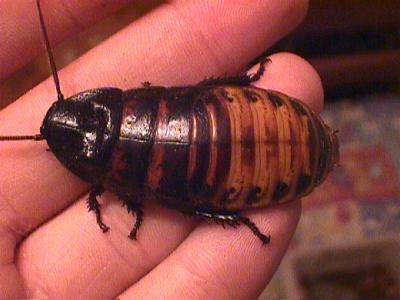 ¿Las cucarachas son buenas para la salud? ¿Las cucarachas son buenas para la salud?