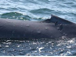 Menor capa de ozono parece provocar quemaduras en ballenas