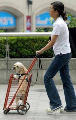 Las autoridades de Shanghai se plantean la política del 'perro único'