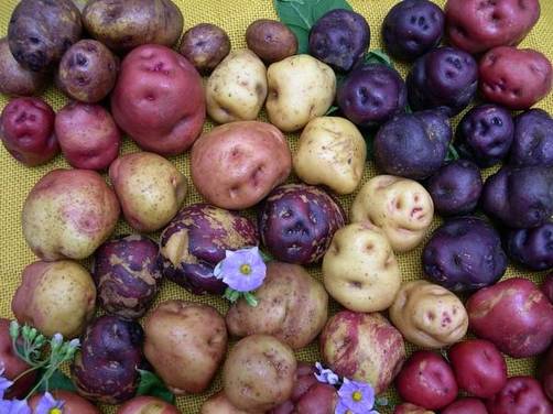 Mejor productor de la Papa Nativa
