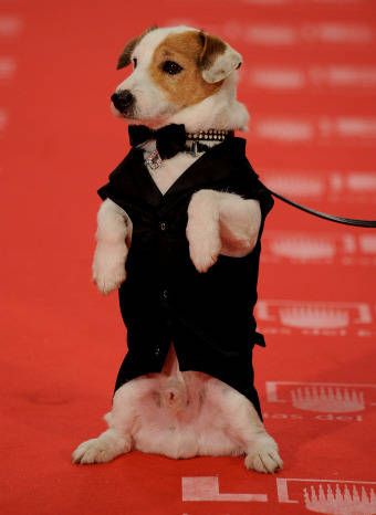 El perro Pancho en la alfombra roja de los Goya 2011