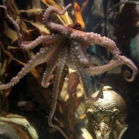 El Zoo Aquarium de Madrid en negocio para ver al pulpo Paul El Zoo Aquarium de Madrid en negocio para ver al pulpo Paul